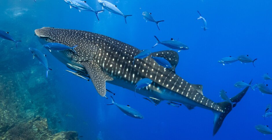 Witness one of the world’s largest whale shark gatherings in Qatar
