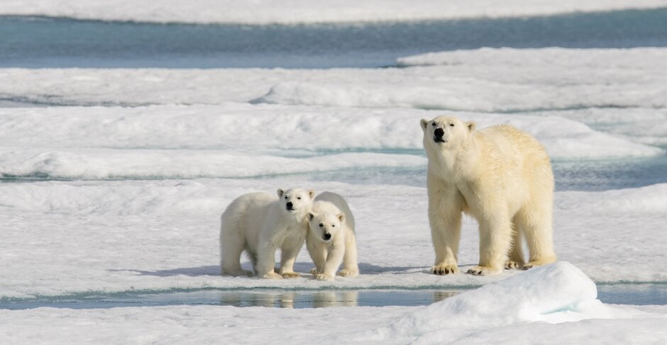 Quark Expeditions: Polar bear spotting in Spitsbergen, Norway