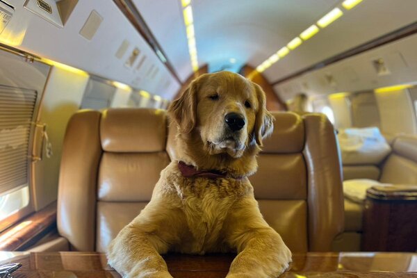 K9 JETS operates first Dubai-London flight for dogs